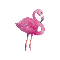 Flamingo Sticker by mogli_de