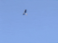 Flying Life On Earth GIF by Hurray For The Riff Raff
