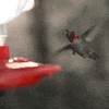 Humming Bird bird GIF by University of California
