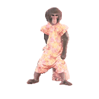 Monkey Sticker