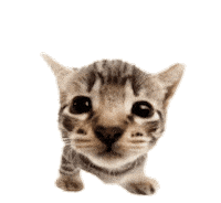 Cat Kitty Sticker