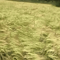dog appears GIF