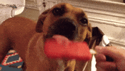 Licking Ice Cream GIF by Badass BK