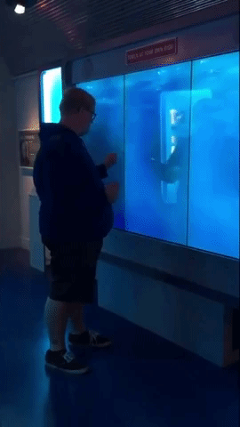 Man Scared By 'Shark' In Washington Museum