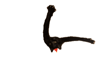 Black Cat Wtf Sticker by Katya