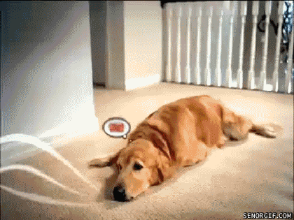 Digital art gif. A golden retriever lies on the carpet when a thought bubble appears above his head with a picture of bacon, jolting him awake.