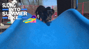 Thesecondpup dog thesecondpup GIF