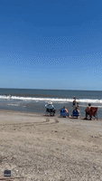 Jumping Dolphins Delight Beachgoers on Tybee Island