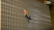 the incredible dr pol season 12 episode 6 GIF by Nat Geo Wild 