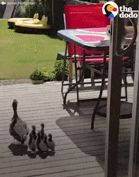 ducks ducklings GIF by The Dodo