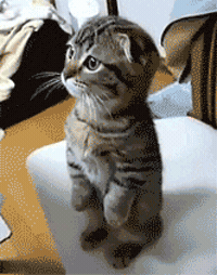 cat look GIF