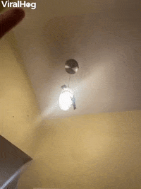Sugar Gliders Leap From Hanging Light GIF by ViralHog