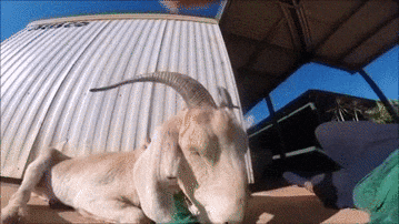 GIF by Random Goat
