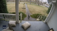 The Paw-fect Crime: Dastardly Dogs Steal Package From Kentucky Porch