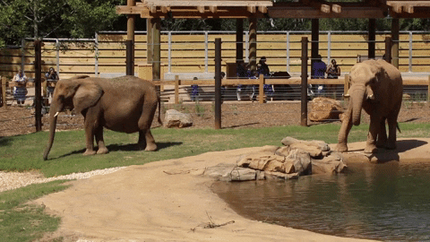 Atlanta Elephant GIF by ZooATL