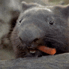 Happy San Diego Zoo GIF by San Diego Zoo Wildlife Alliance