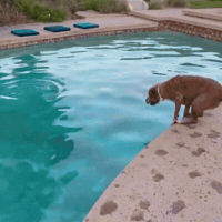 Dog Pool GIF