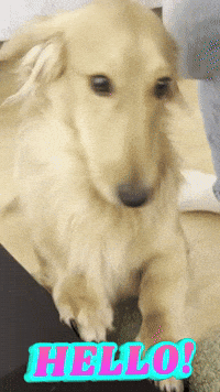 Its Me Hello GIF