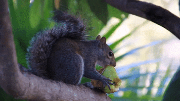 squirrel eating GIF by University of Florida