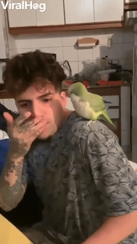 Bird Grooves to Beatboxing