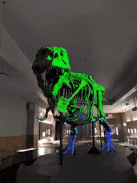 FMNH dinosaur t rex field museum sue the t rex GIF