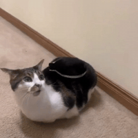 Cat Rocket GIF