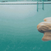 dog swimming GIF by Klarna
