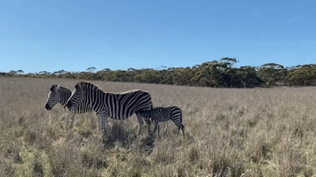 'Pitter-Patter of Hooves': Australian Safari Park Welcomes New Zebra Foal