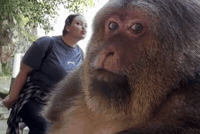 Monkey Xingxing GIF by Respective