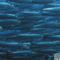 Natures Great Events Friends GIF by BBC America