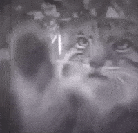 Pallas Cat Window GIF