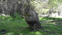 Baby Quokka Not Ready to Accept It's Outgrown Momma's Pouch