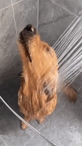 cuteanimalland giphyupload GIF