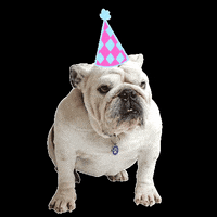 DrakeUGriff dog birthday university drake GIF