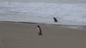When Nature Calls Fall GIF by ABC Network