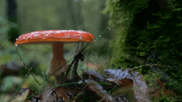 photography fall GIF by Living Stills