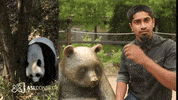 American Sign Language Panda GIF by ASL Connect