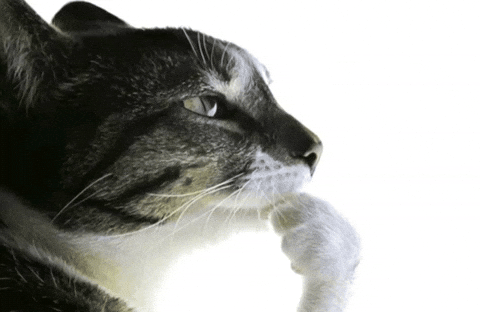 Cat Think GIF