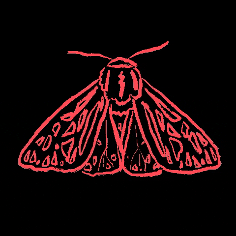 lunamothlife giphygifmaker moth moths luna moth GIF