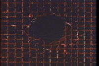 The Fly GIF