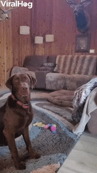 Stare Down GIF by ViralHog