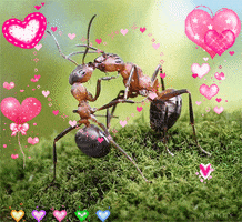 jonnys_world wholesome ant content GIF