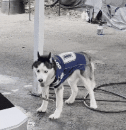 Dancing Dog GIF by SWAGGY WOLFDOG