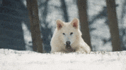Dire Wolf What GIF by Colossal