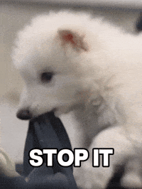 Puppy Stop GIF by Colossal