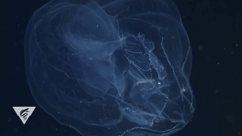 monterey bay jellyfish GIF