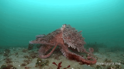 giant GIF