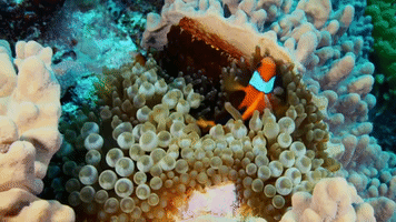 symphony for our world GIF by Nat Geo Wild 