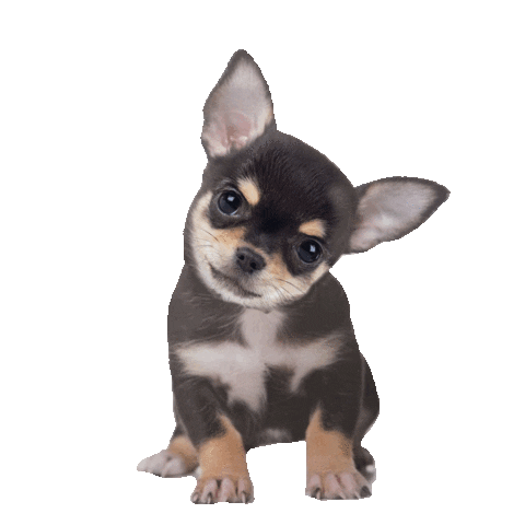 puppy what Sticker