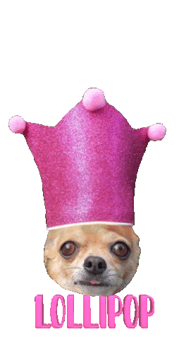 Dog Chihuahua Sticker